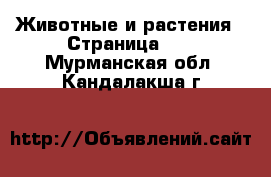  Животные и растения - Страница 12 . Мурманская обл.,Кандалакша г.